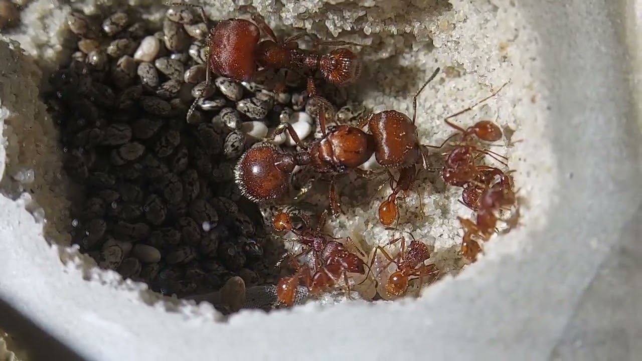 Florida Harvester Ant | Pogonomyrmex badius