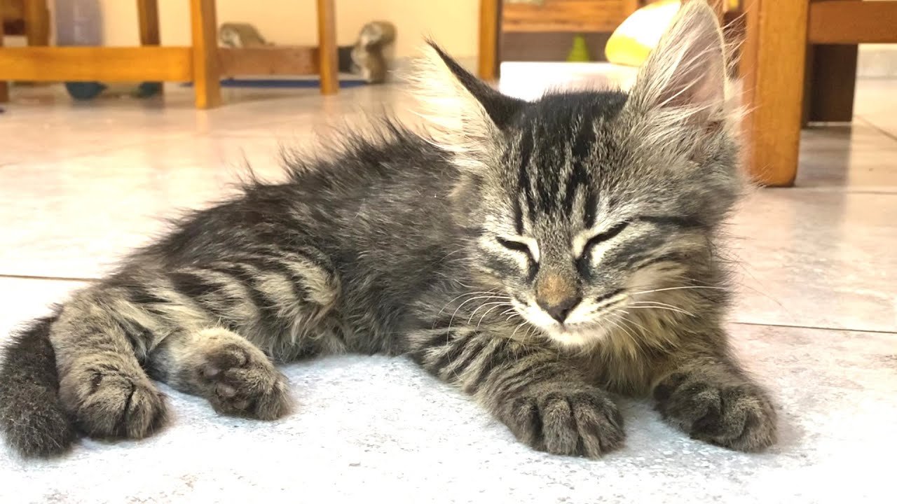 Котята мирно спят, их успокаивают старшие кошки, которые присматривают за ними.