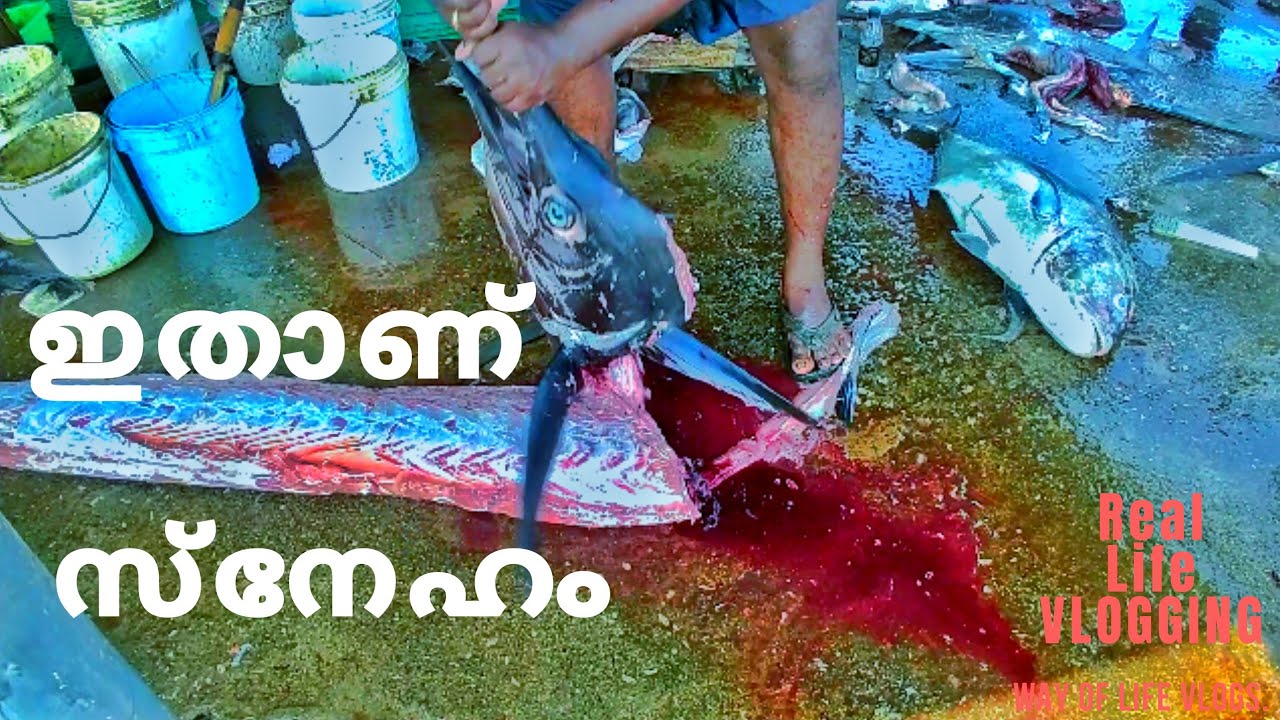 #HarborLove #KollamHarbour #AmazingPeople #Squid #BigFish #KollamFishing Way Of Life Malayalam Vlogs