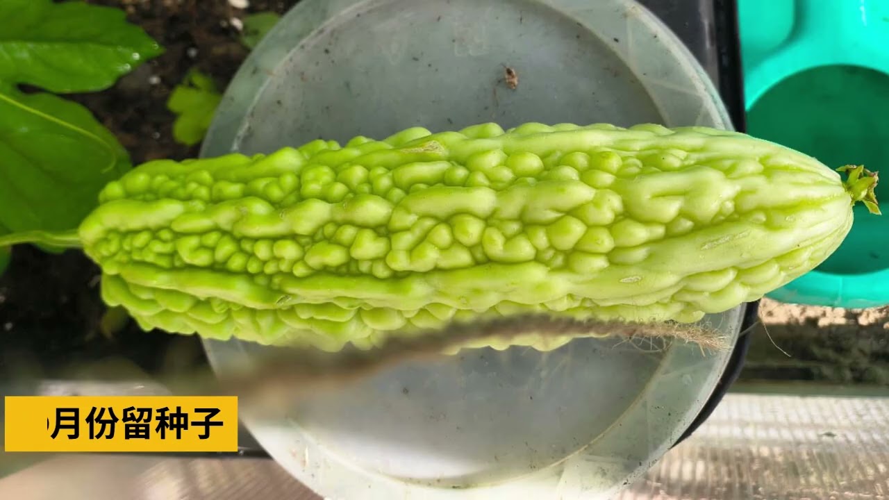 2025年英国种植回顾