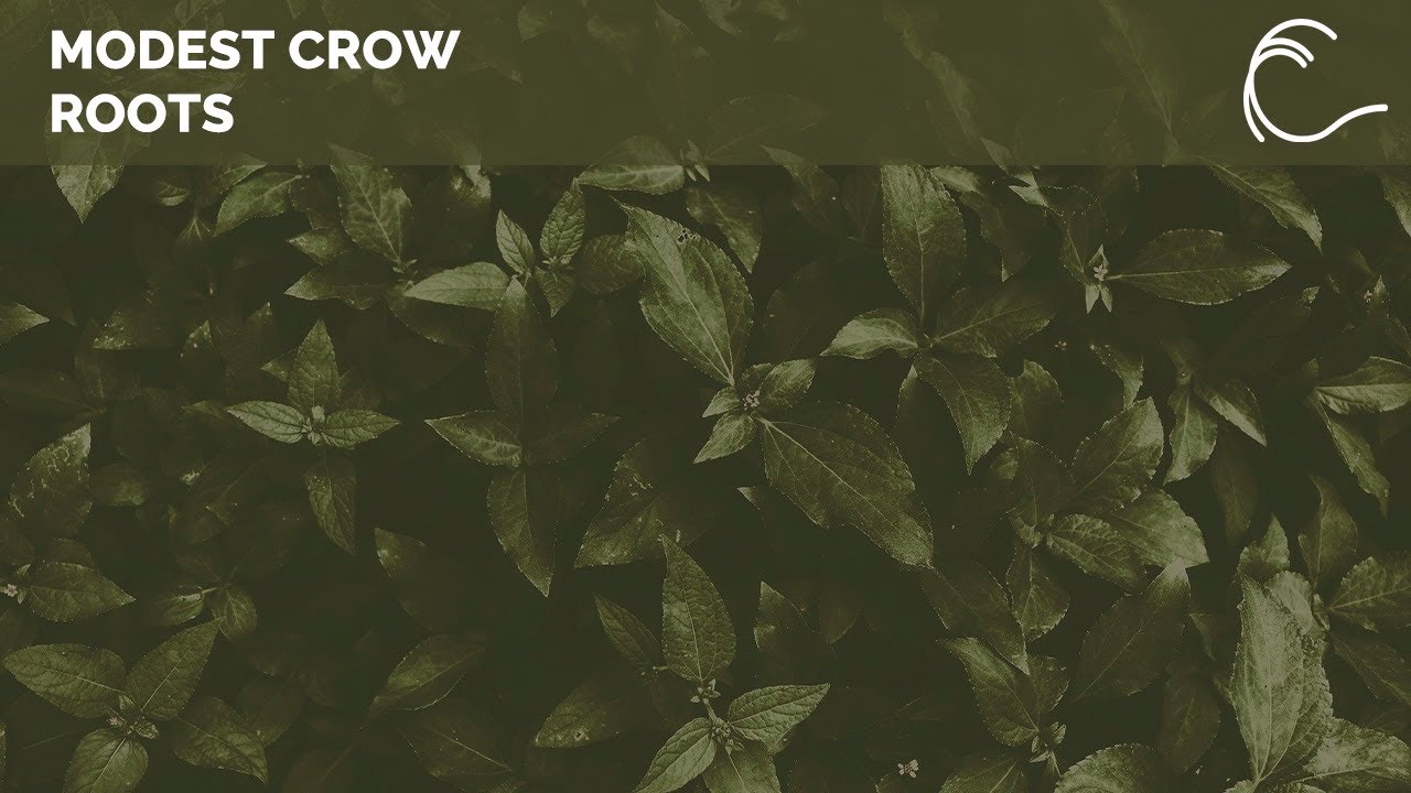 [Melodic Techno] Modest Crow - Roots (Original Mix)