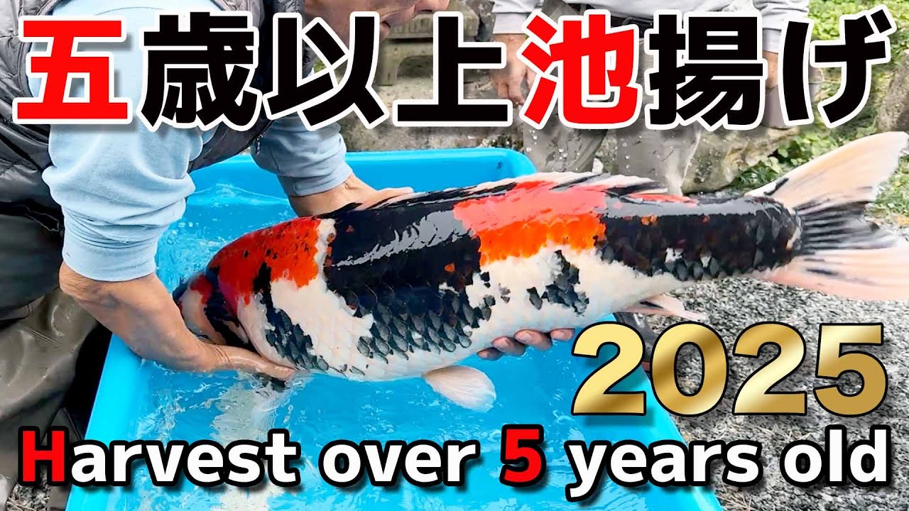 【錦鯉】五歳以上池揚げ  Harvest over 5 years old koi  2025【Koi】