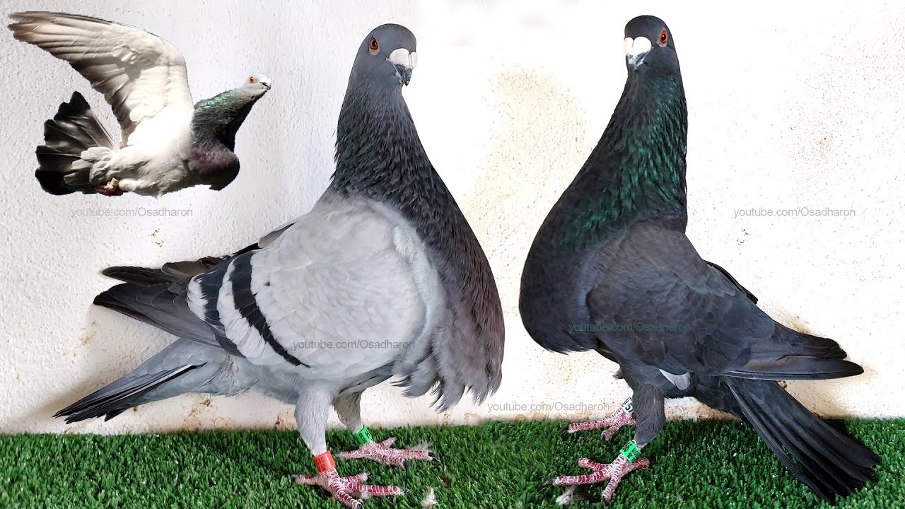 Jiennense Spanish Pouter | Introducing with Jiennense Pigeons | Best Pigeon Breed of the World