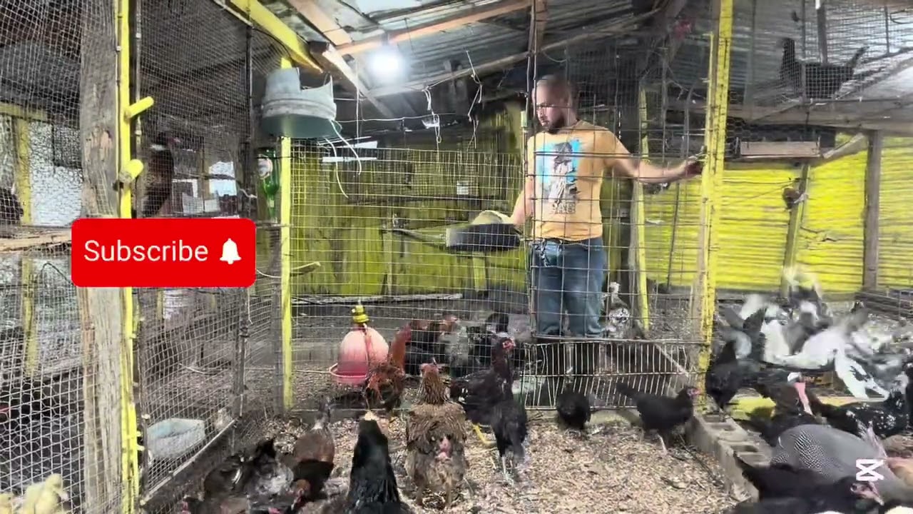 Hojas para las 🐓 