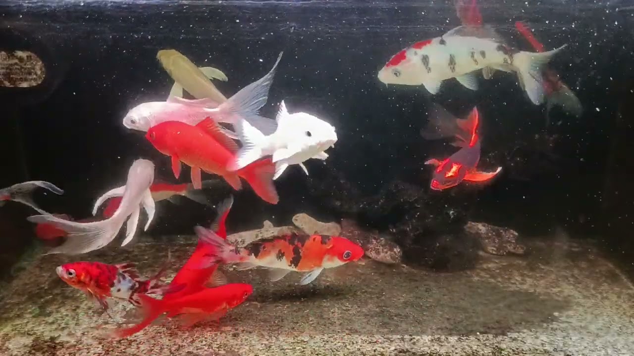 Unboxing Ikan Hias Warna Warni, Ikan Mas Koki, Ikan Oscar, Ikan Cupang, Ikan Lele, Ikan Glofish