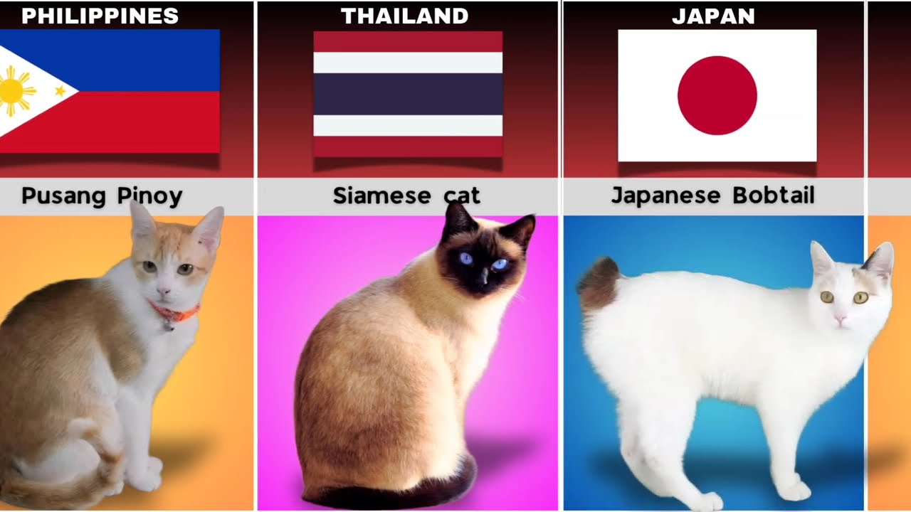 Cat Breeds from Different Countries