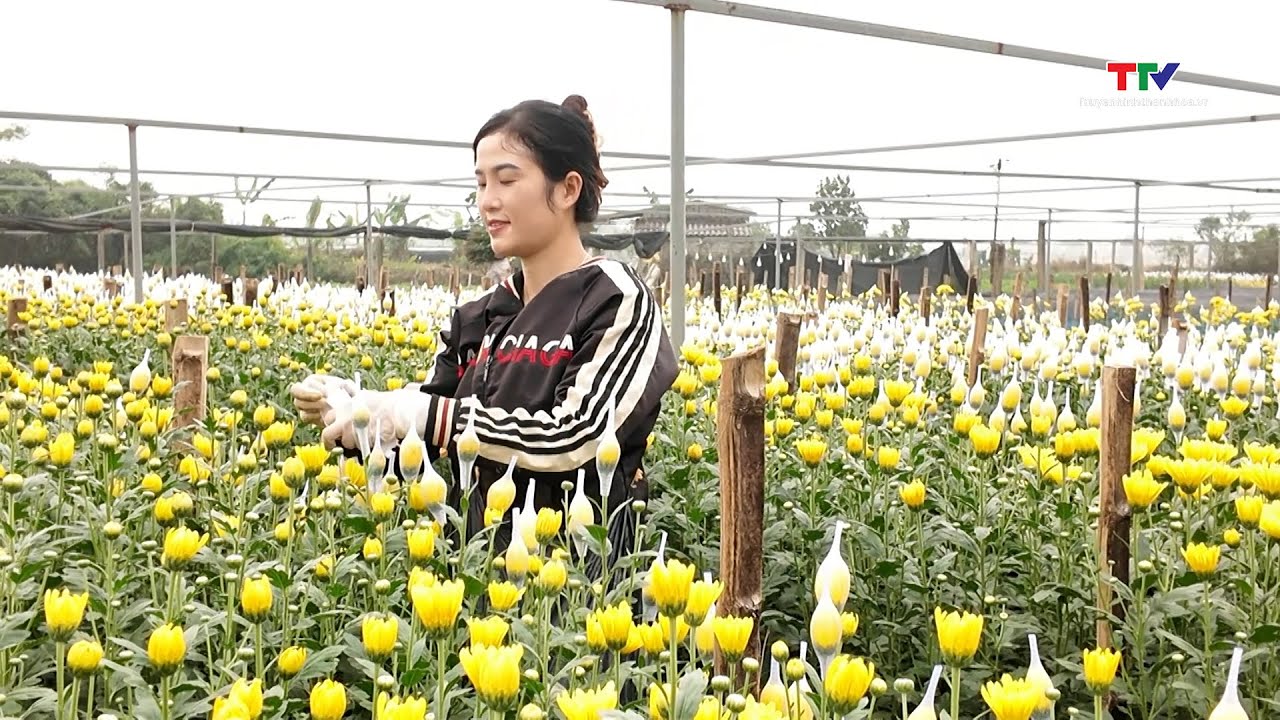 Phóng sự: Rộn ràng làng hoa, cây cảnh vào Tết