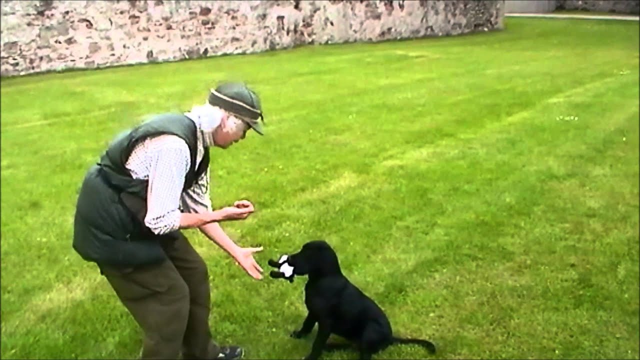 Delivery to hand with clicker training