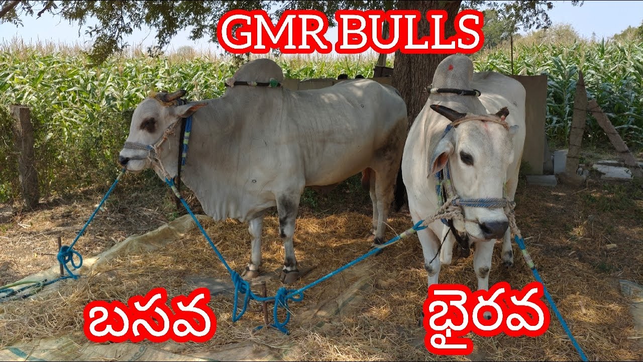 యాడికి సీనియర్స్ 4 వ జత GMR BULLS భూమిరెడ్డి గౌతమీ రెడ్డి గారు రేగాడి కొత్తూరు (భైరవ బసవ )