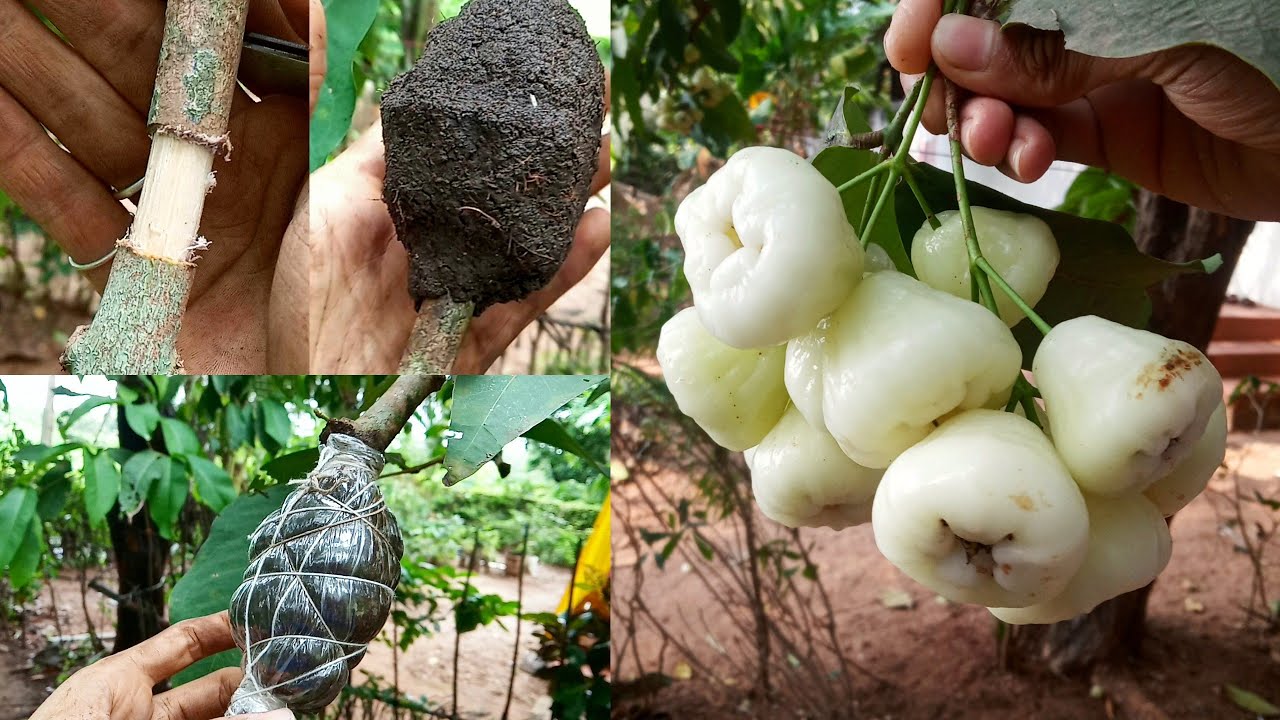 How to air layering on Water Apple tree, jambu tree airlayering, Air layering rose/wax apple 100%