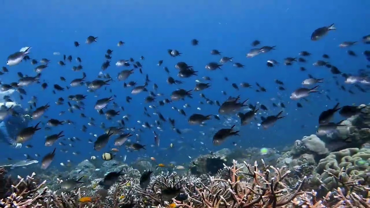 put on Waltz or jazz music, and dance with these black fished in the water