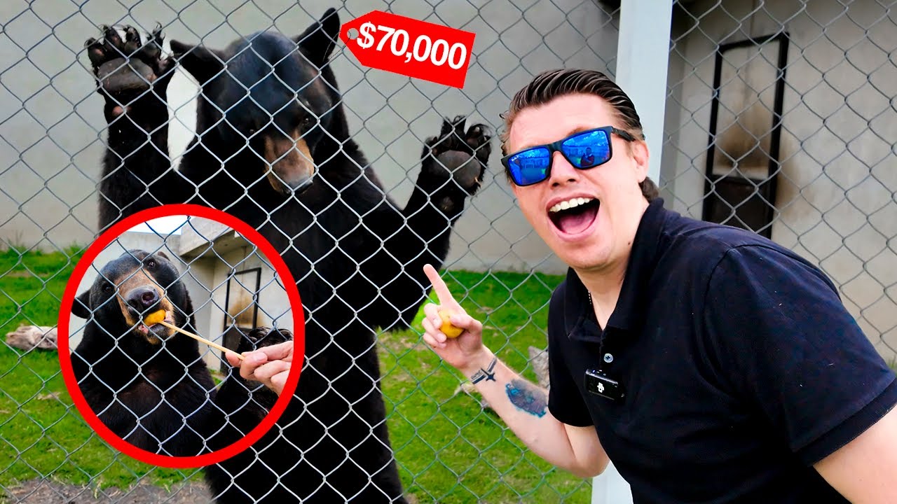 Osos tigres panteras  águilas convivimos  con   ANIMALES muy  PELIGROSO 😱😱😱