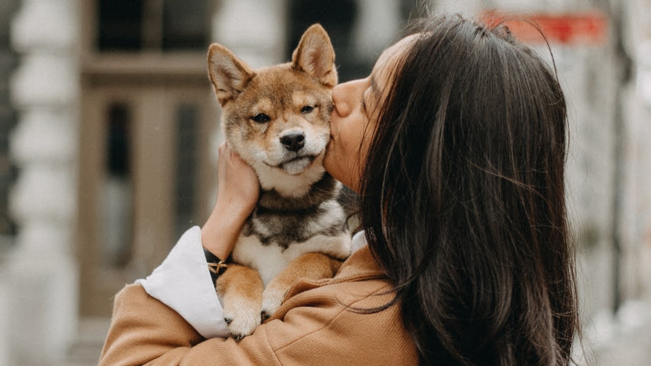 SHIBA INU 101: PUPPY BASICS you NEED to KNOW 🐶🐾