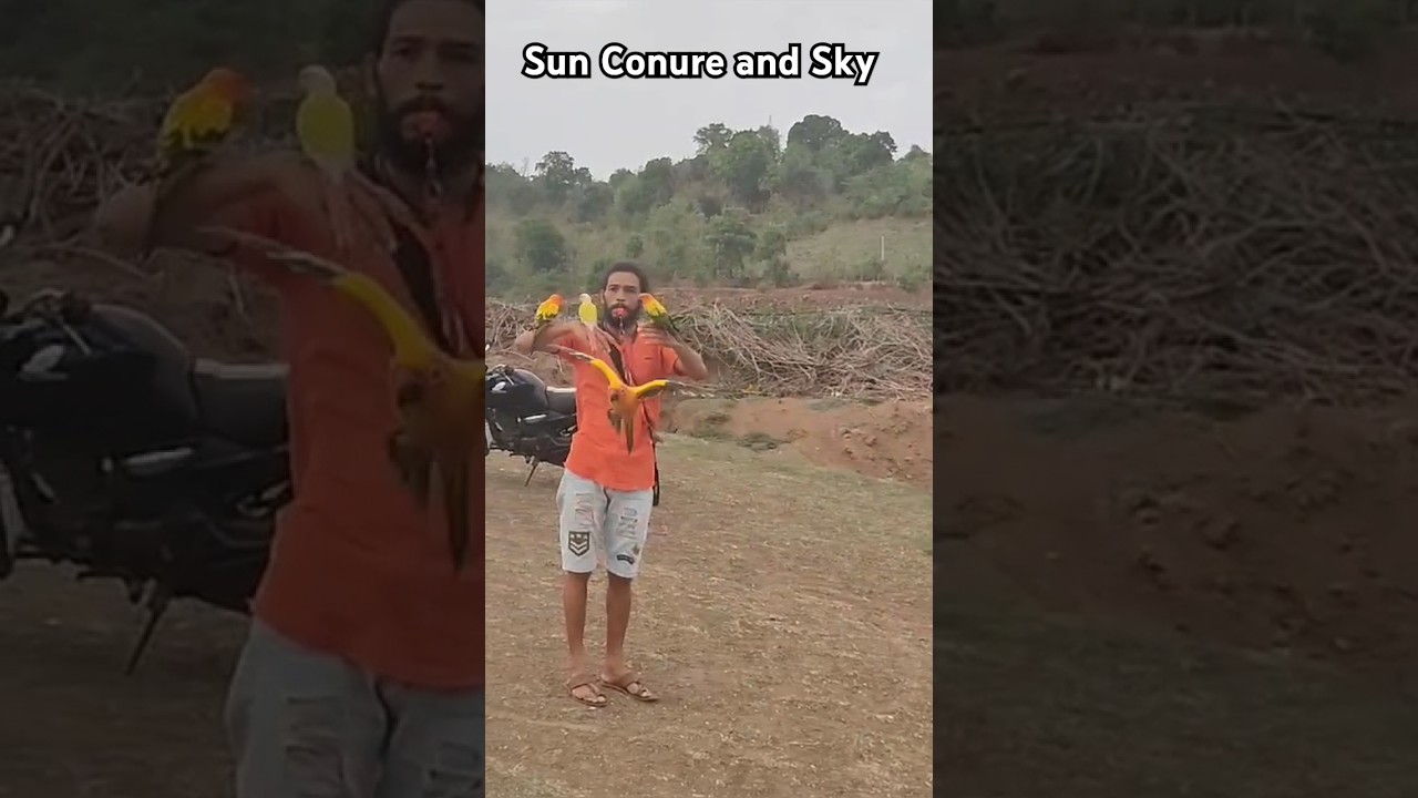 Free Flight Training, Sun Conure Parrot #viral #trending #shortsfeed