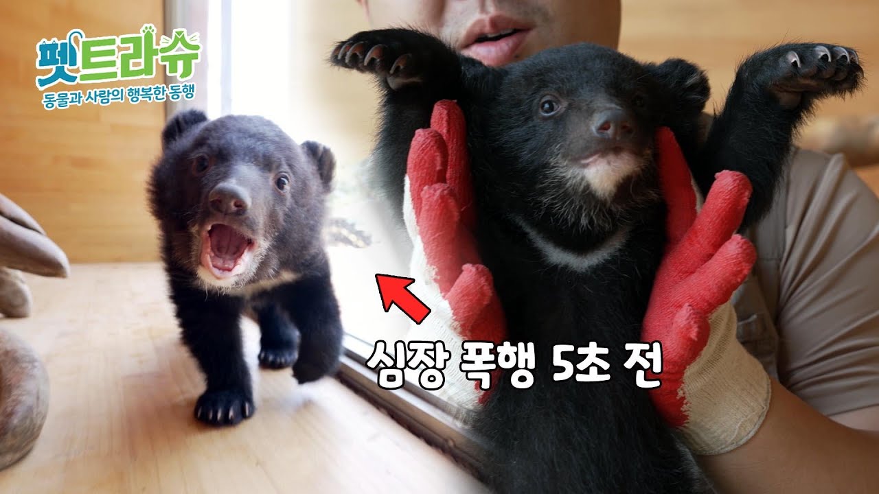 남매 케미 넘치는 2023년생 새끼 반달 가슴곰 자음이와 모음이💕