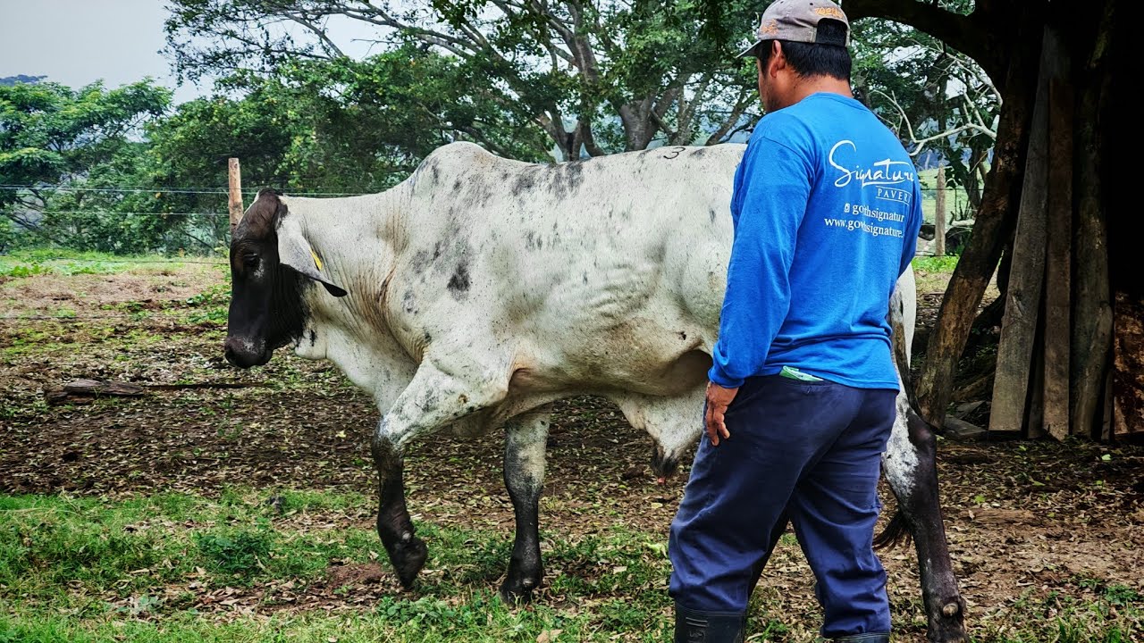 De la ciudad al campo capitulo 2, El día a día de un campesino. 