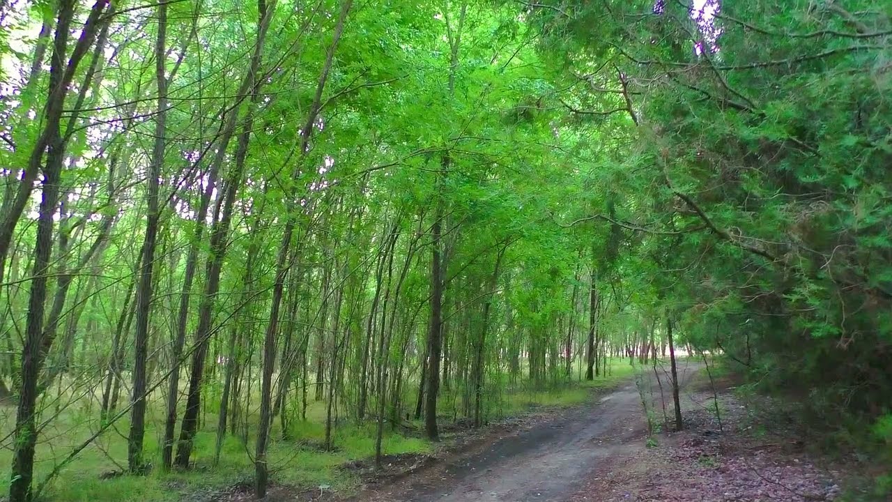 Каховка, Малокаховка,сосновый бор. Звуки природы в оригинале инь 2021 года. Из не опубликованного р.