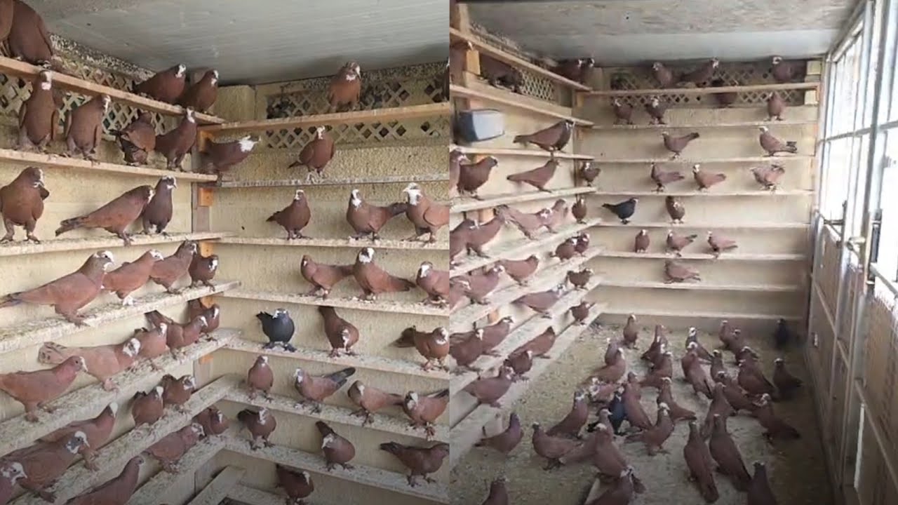 طيور خط اول مال ابو حمره 
