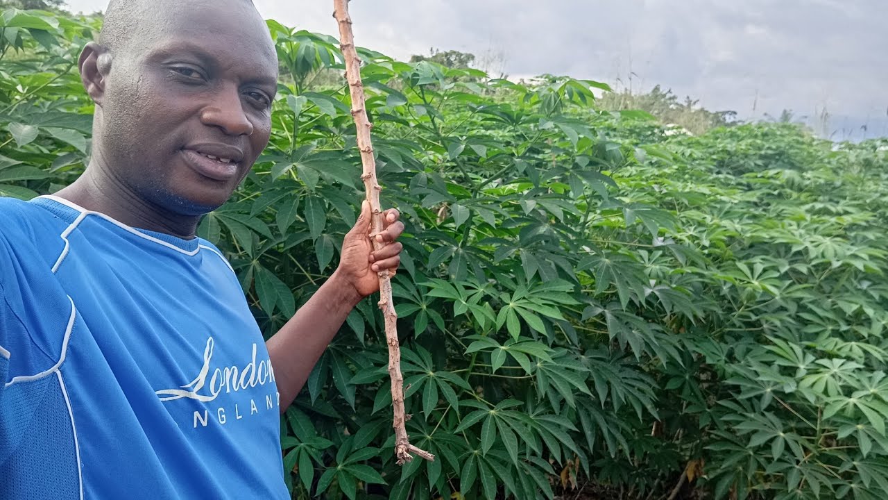The cost of planting cassava stems on one acre of land and the numbers of bags you will get