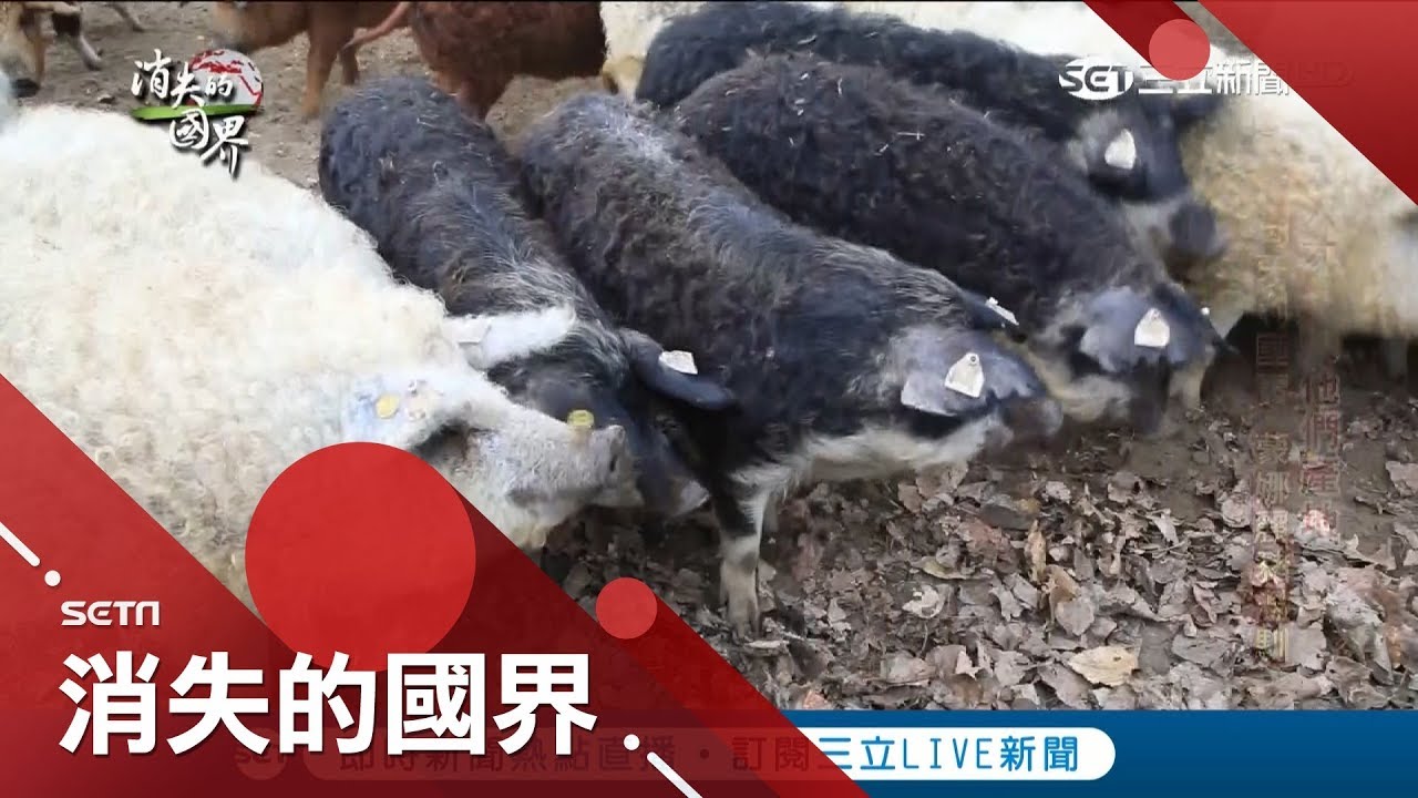 一身毛！匈牙利獨特