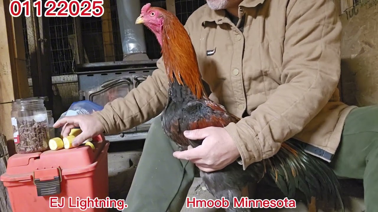 Qaib Lightning Minnesota