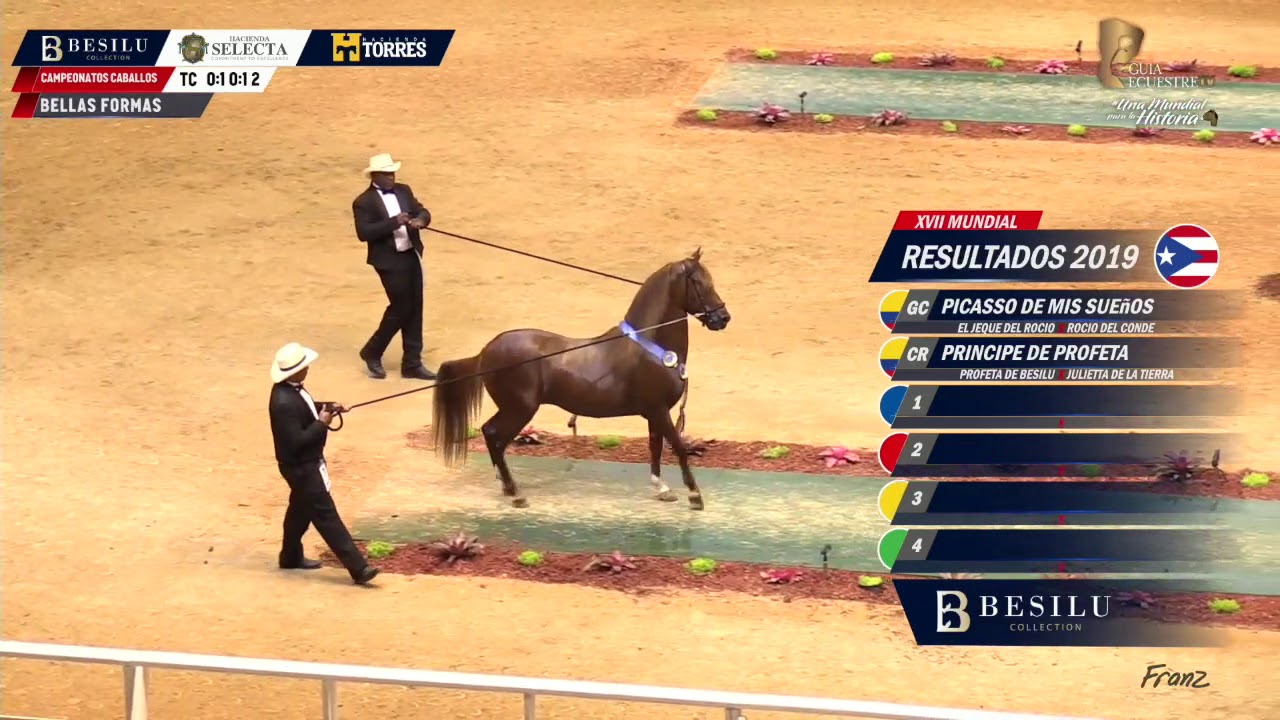 XIV Mundial CAMPEONATO CABALLOS PASO FINO BELLAS FORMAS
