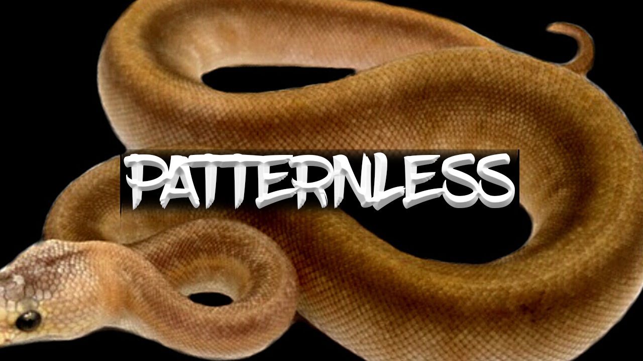How to make a Patternless Ball Python!