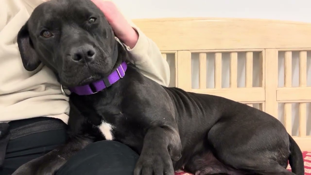 Sweet, snuggly Llana