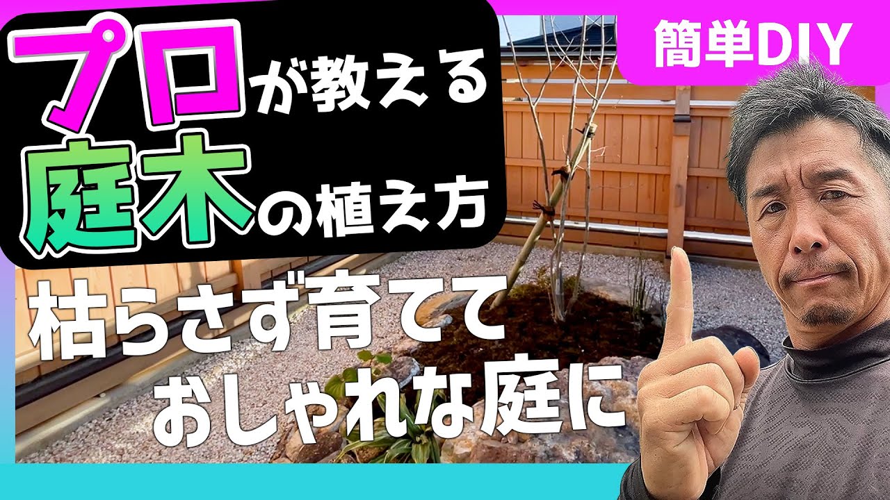 【簡単！プロが教える庭木の植え方】庭に植えた庭木を枯らさない様にするための基本的な植木の植栽方法をこの道３０年の造園職人がお伝えします。もう不注意で大事な庭木は枯らさない、枯らさせない！＃アオダモ