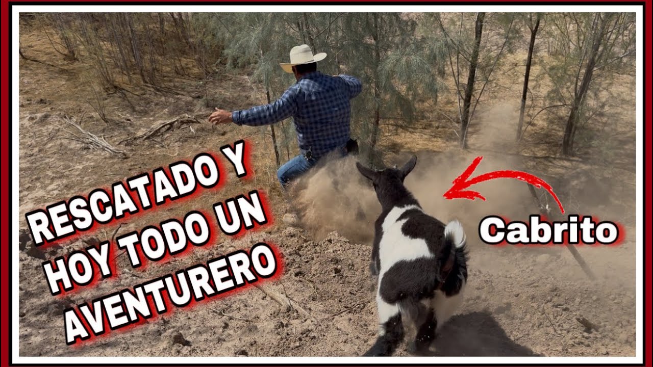 ESTE CABRITO LO ENCONTRÉ ABANDONADO EN EL DESIERTO Y HOY FORMA PARTE DE MIS AVENTURAS
