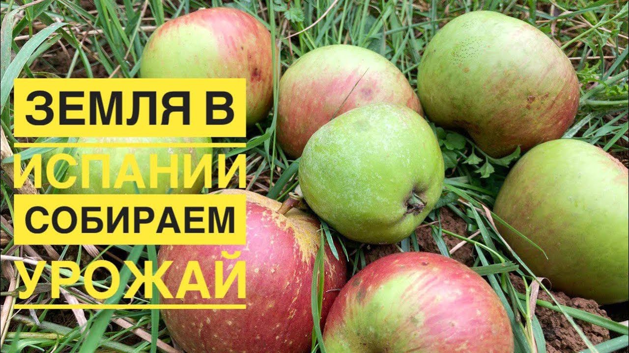 # 239 Земельный Участок В Испании. Собираем Урожай. Купить Землю В Испании. Север Испания
