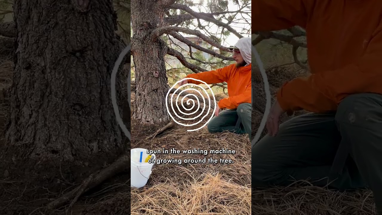 Stem Girdling Roots - What they are & how to remove them