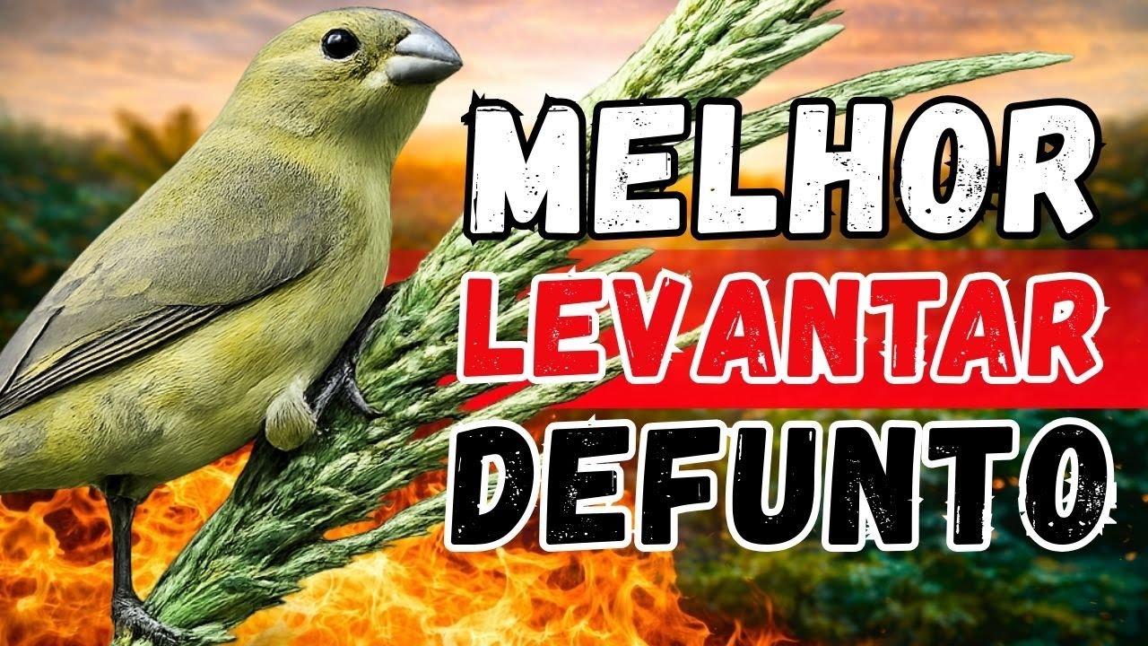 Piado de Fêmea de Papa capim Para Esquentar papa capim