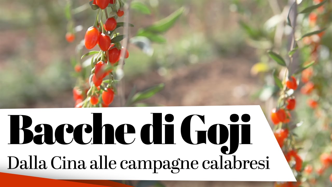 Bacche di Goji — Dalla cina alle campagne calabresi