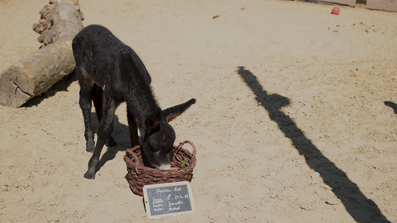 Kleiner Poitou-Esel im Kölner Zoo geboren