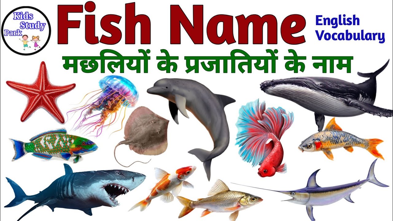 Fish Name l Fishes Name In English With Pictures l Fish video | Fish Types l Fishes for kids