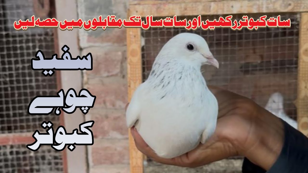 سفید چوہے کبوتر Mohsin Naqvi +923216126212