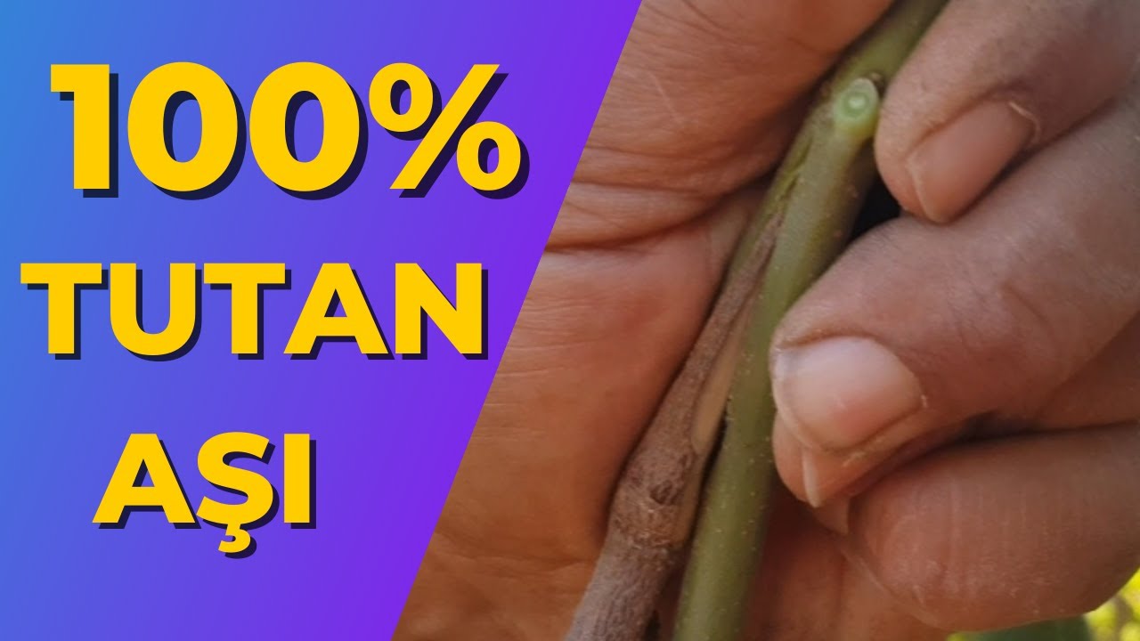 Bu Aşının Tutmama İmkanı YOK !!100% Tutan Aşı!! Keçiboynuzu Yanaştırma Aşı