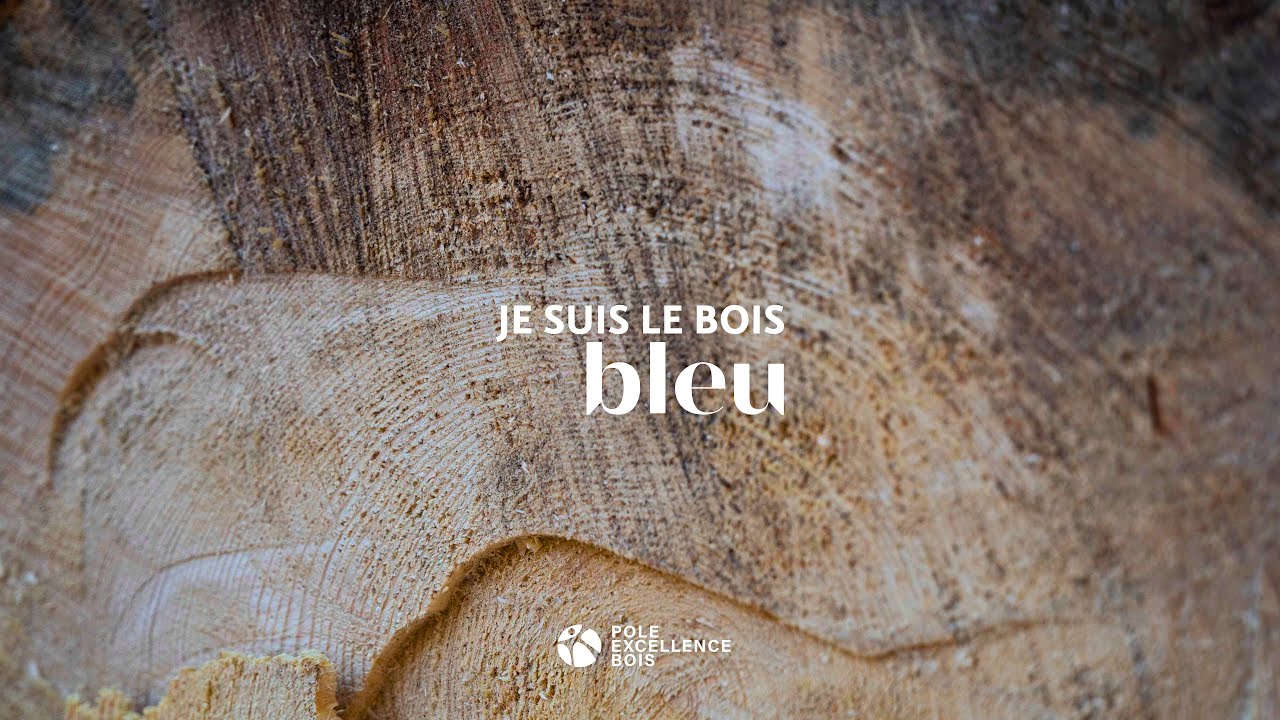 Je suis le bois bleu