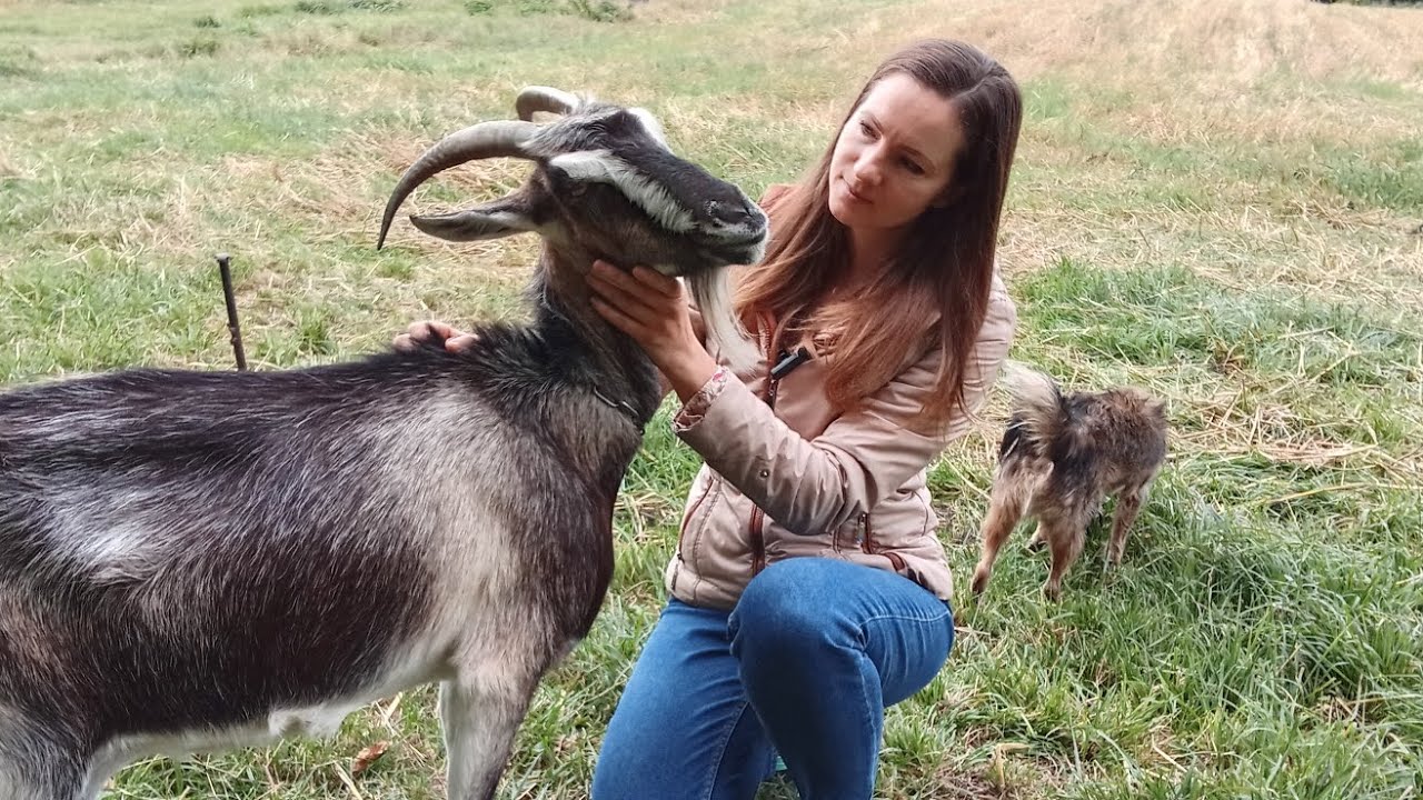 Дойка козы с нестандартным интервалом 