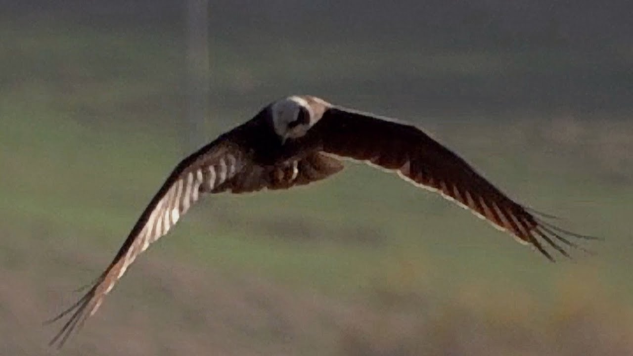 Marsh Harrier Hunting @ Rutland Water - 2018