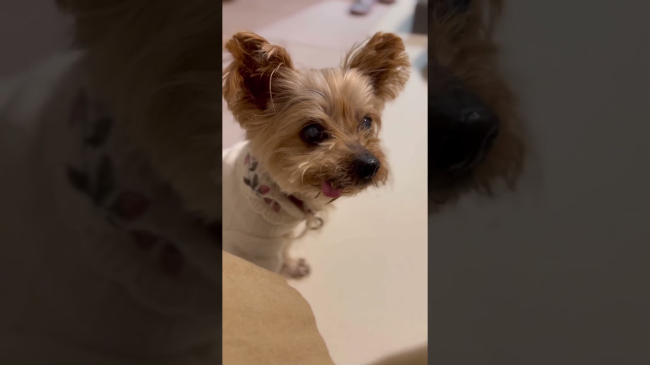 【ヨーキー】　ヨーキー　今日のおやつ　せとか好き　#shorts