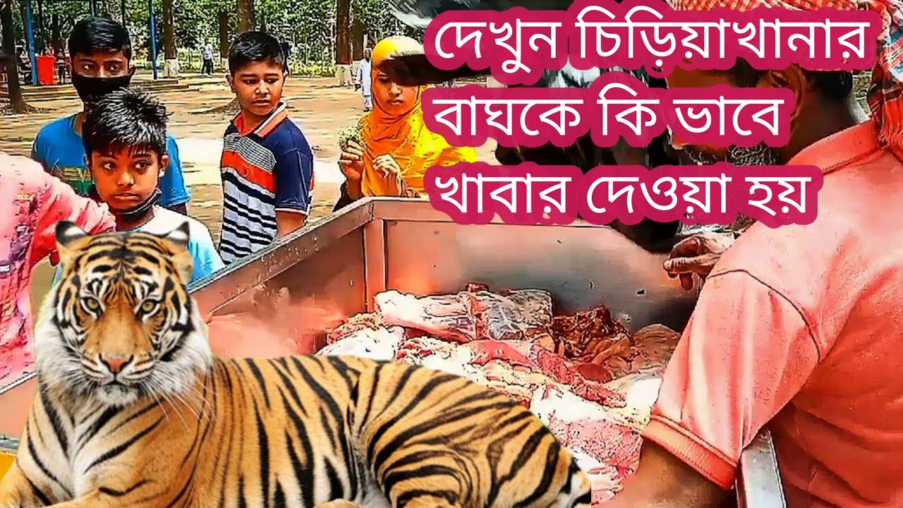 চলুন দেখে আসি চিড়িয়াখানার বাঘকে কি ভাবে খাবার দেওয়া হয়