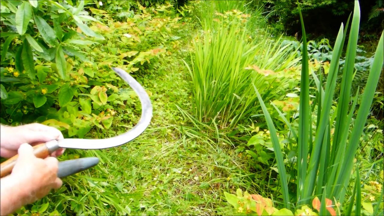 Using a sickle to cut grass