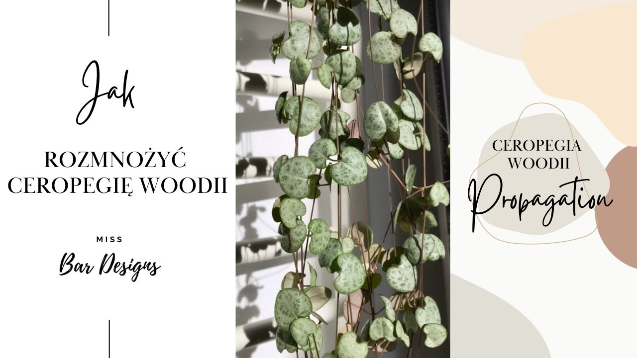 Rozmnażanie Ceropegii Woodii - Ceropegia Woodii Propagation 🌿