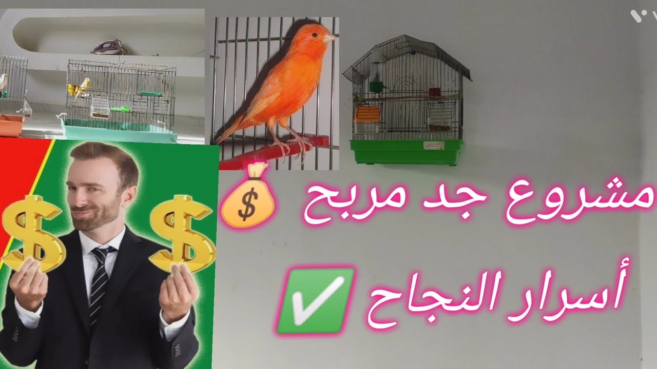 مشروع تربية الكناري و الانتاج منه 🐦😯2023... مشروع مربح 🤑