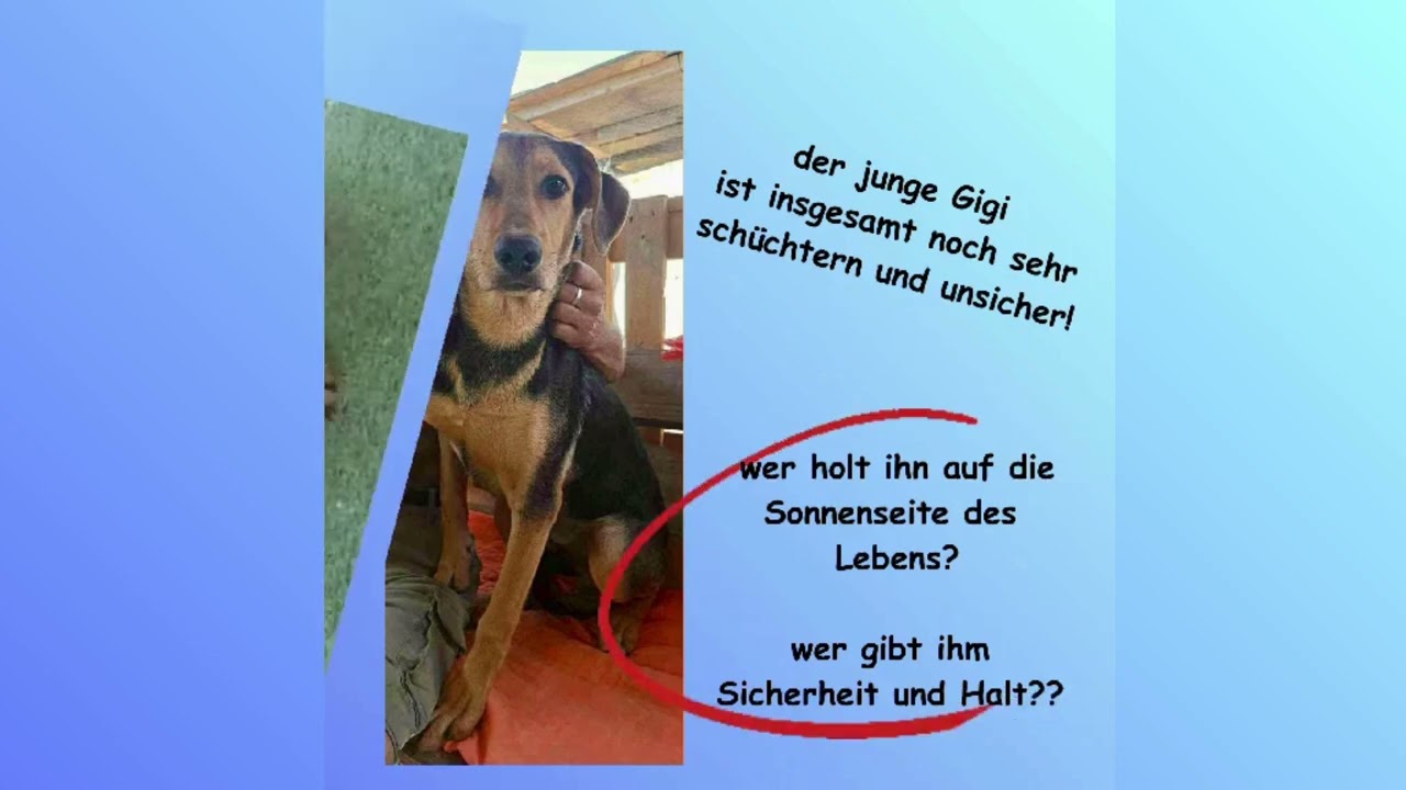 GIGI ist jetzt in Deutschland auf einer Pflegestelle und sucht weiter nach seinem Für-immer-Zuhause