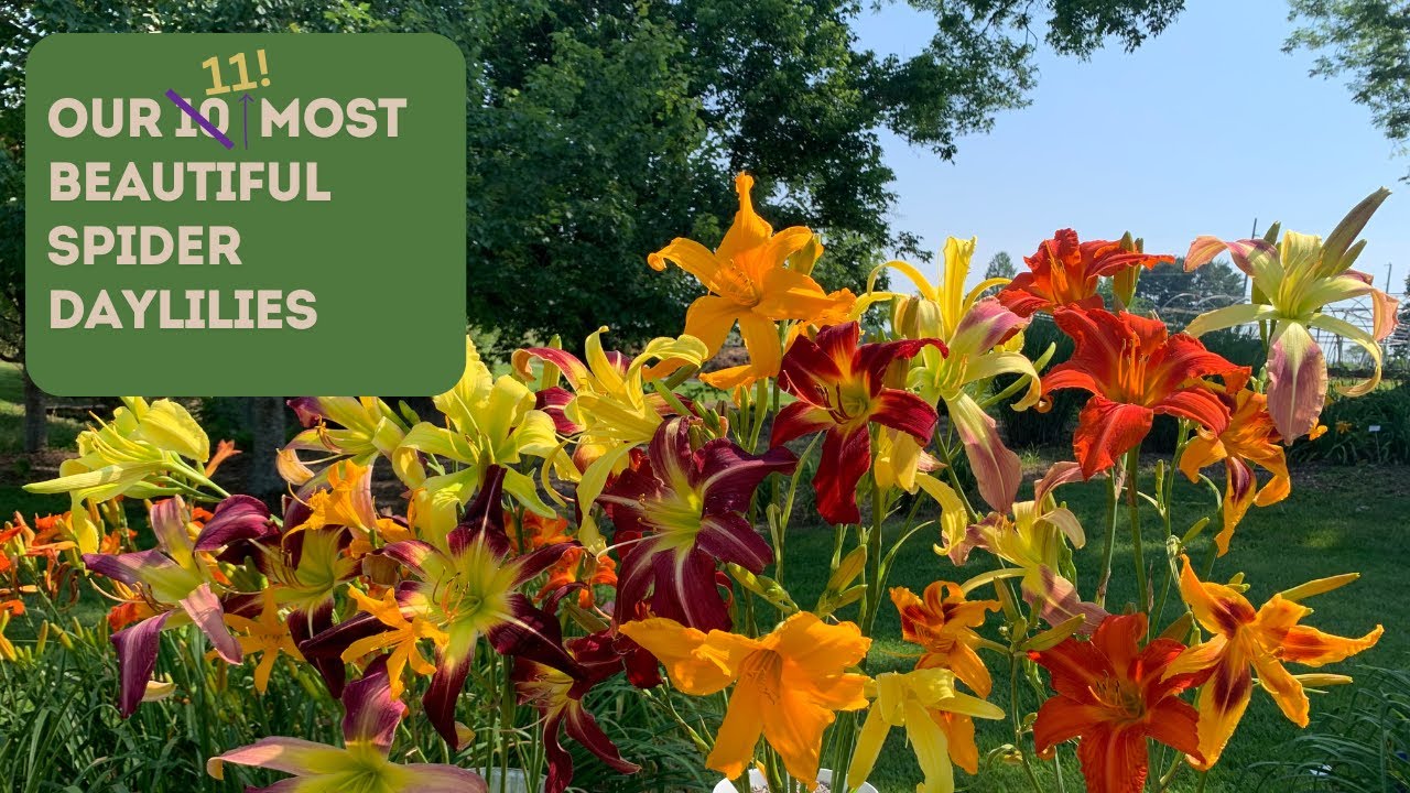 Our Most Stunning Spider-Type Daylilies