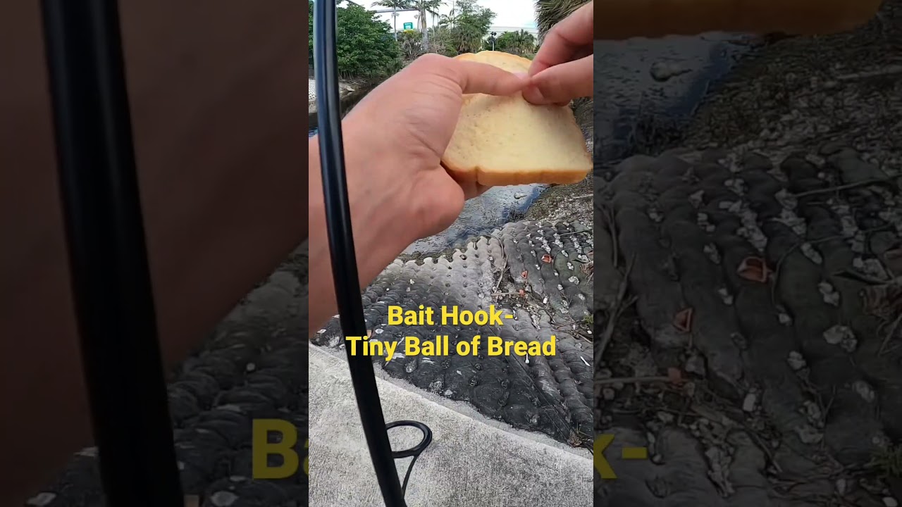 HOW TO catch SNOOK in CANALS- (BEST BAIT) #cichlid #bait #fishing #fishingvideo #fishingtips #howto