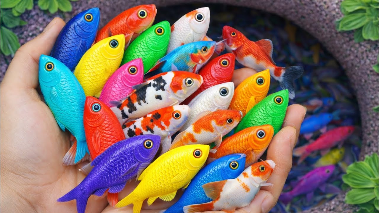 Menangkap Ikan Cantik yang Lincah Seperti Koi, Guppy & Molly – Bikin Gemas